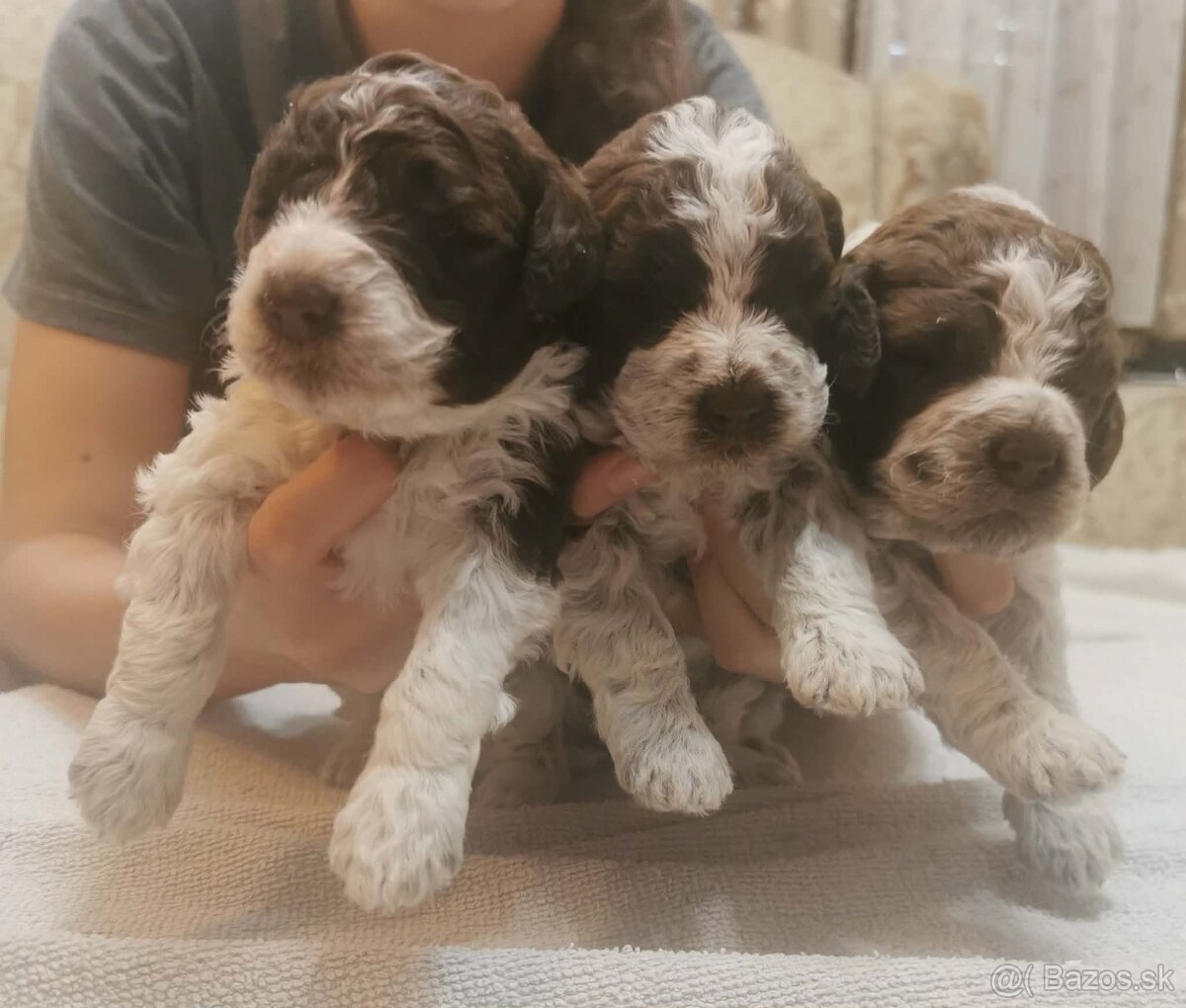 Lagotto Romagnolo steniatko - 4