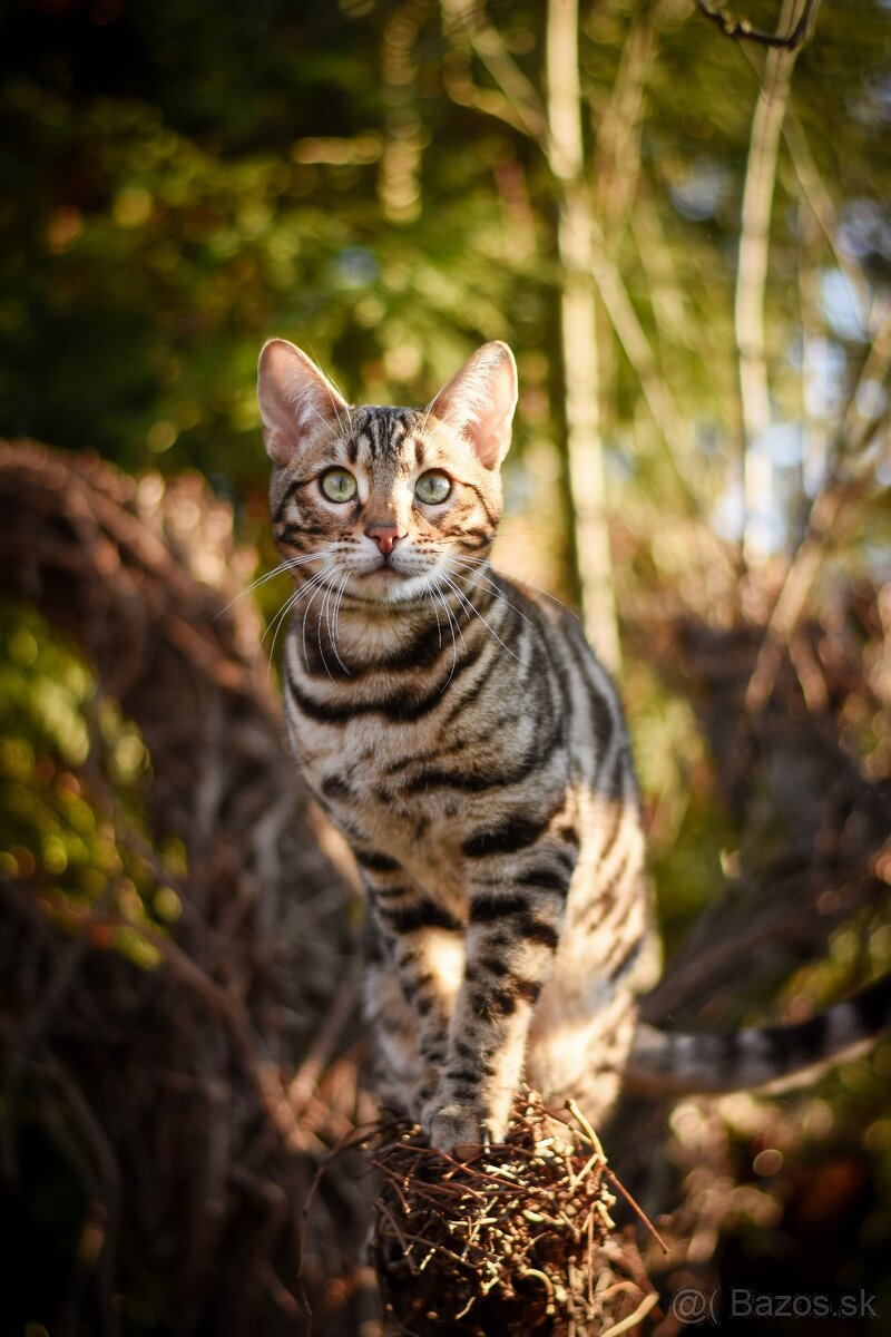 Bengálsky kocúr s PP na krytie - 4