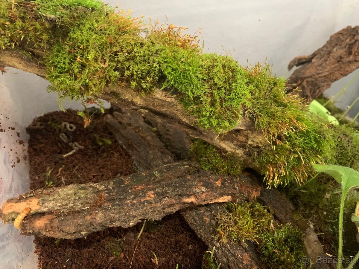 Slimák africký - 4