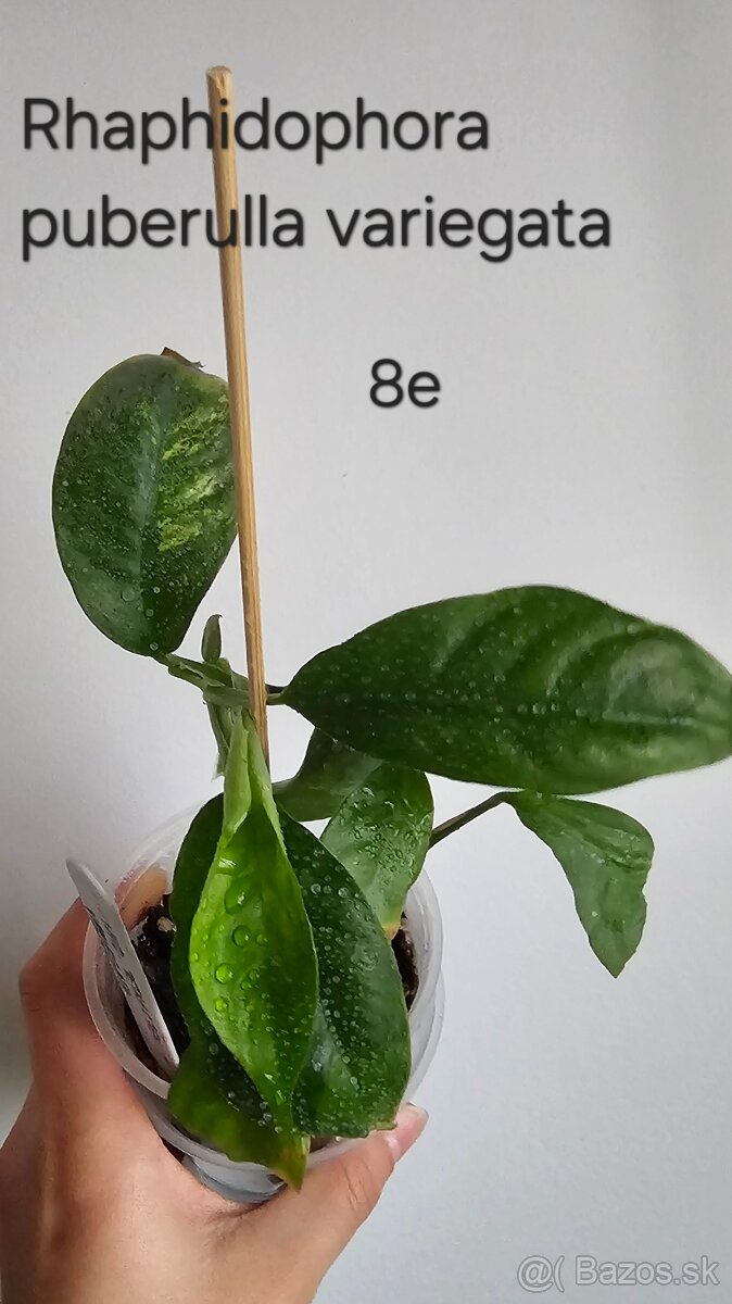 Rhaphidophory - rôzne druhy - 4