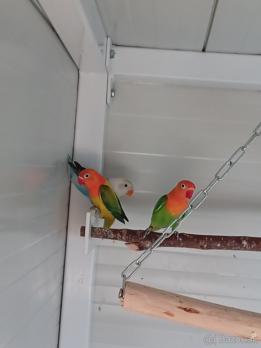 Agapornis fischeri - 4