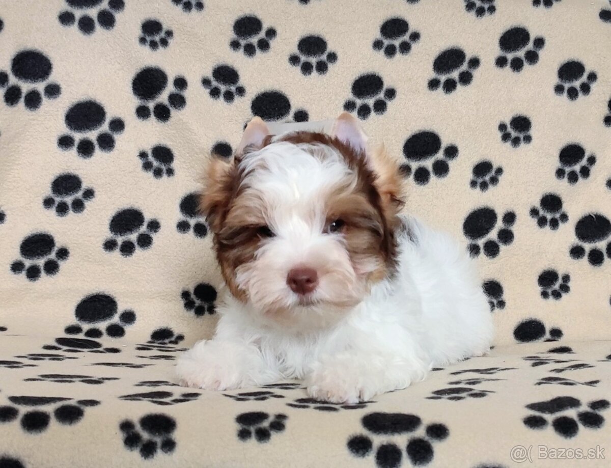 Yorkshire terrier - 4