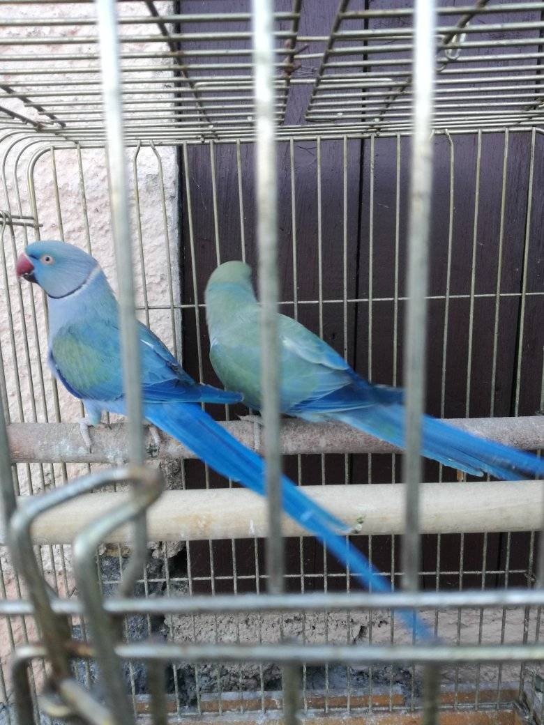 Alexander malý. - 4