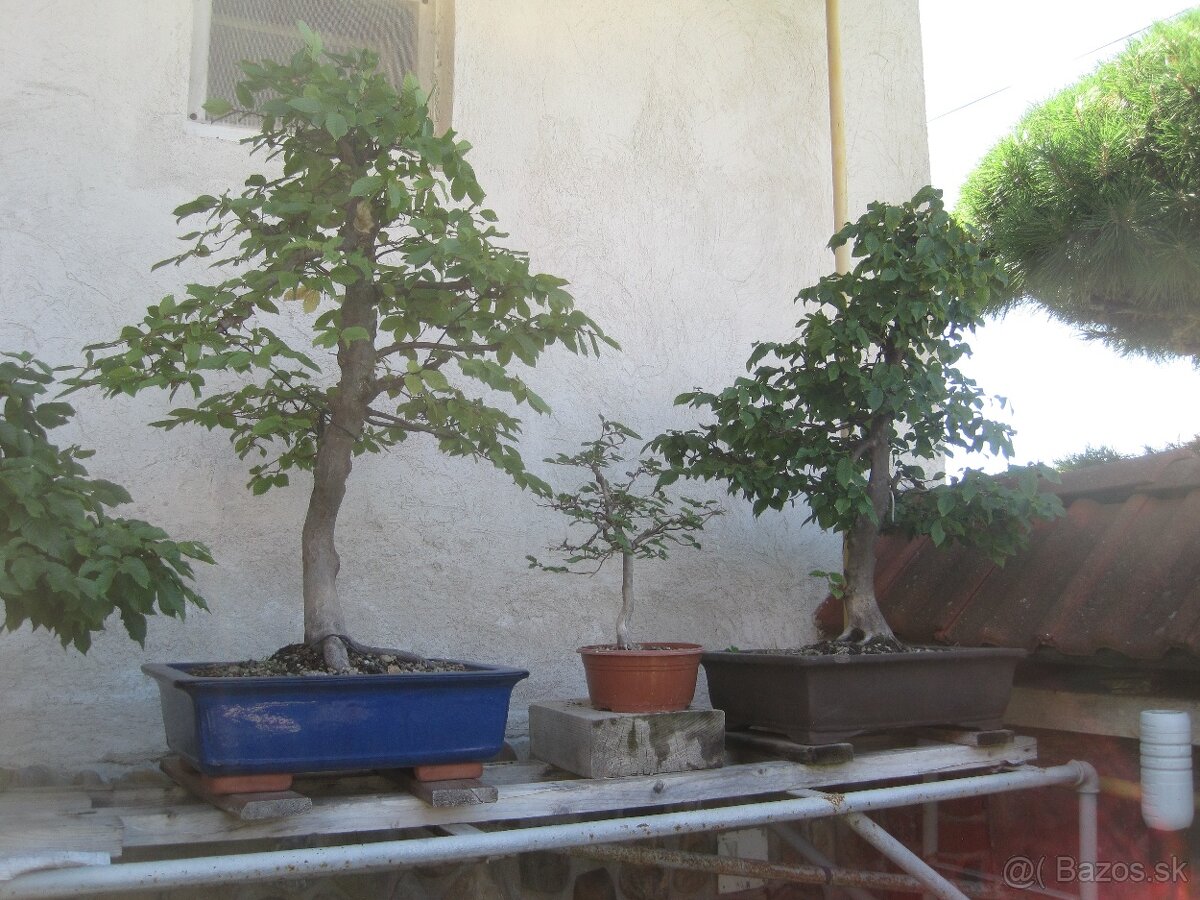 bonsai,bonsaj-hrab 17 - 4