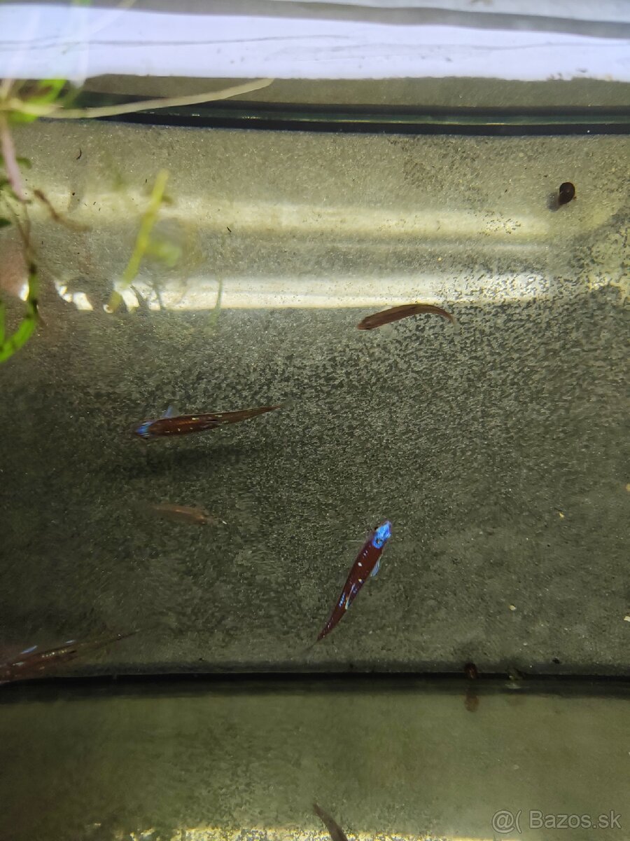 Jalcek dúhový - vhodný aj do jazierka - 4