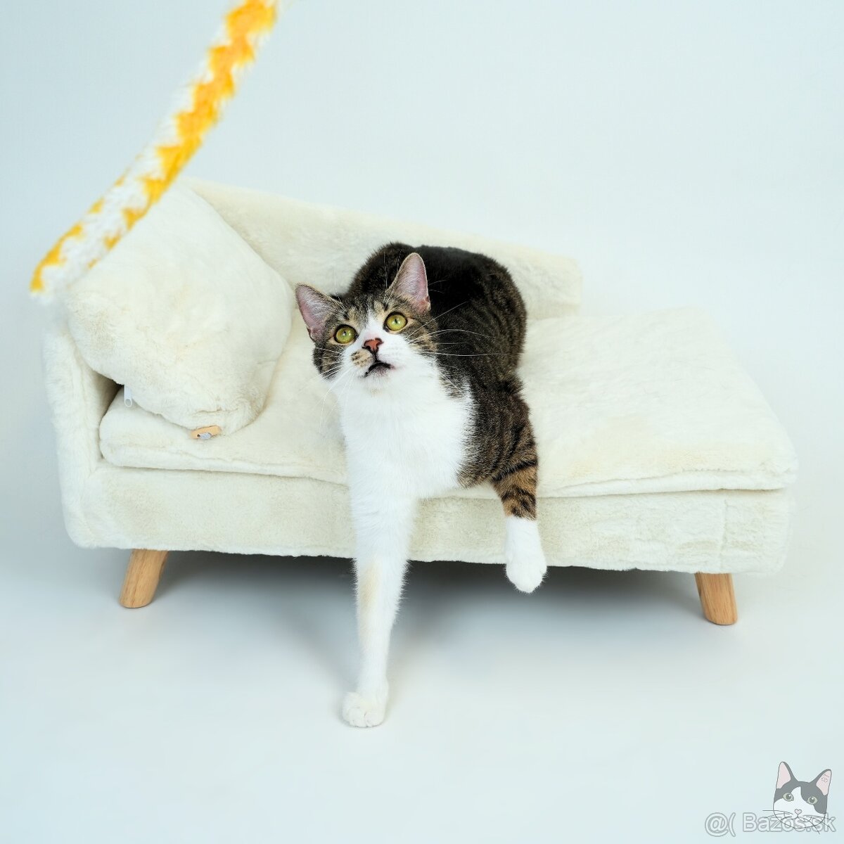 Kocúrik ERVIN hľadá domov - 4