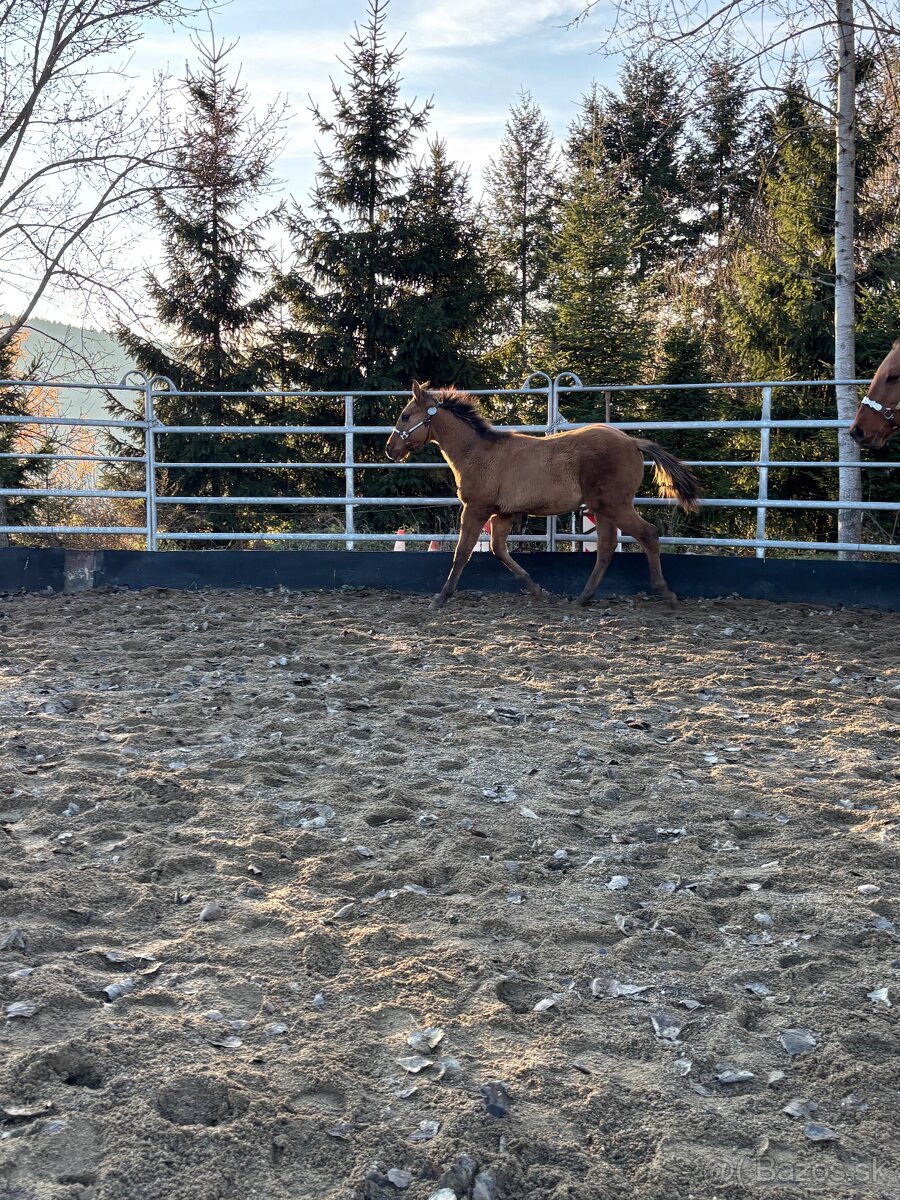 APH Žrebček DUN - 4