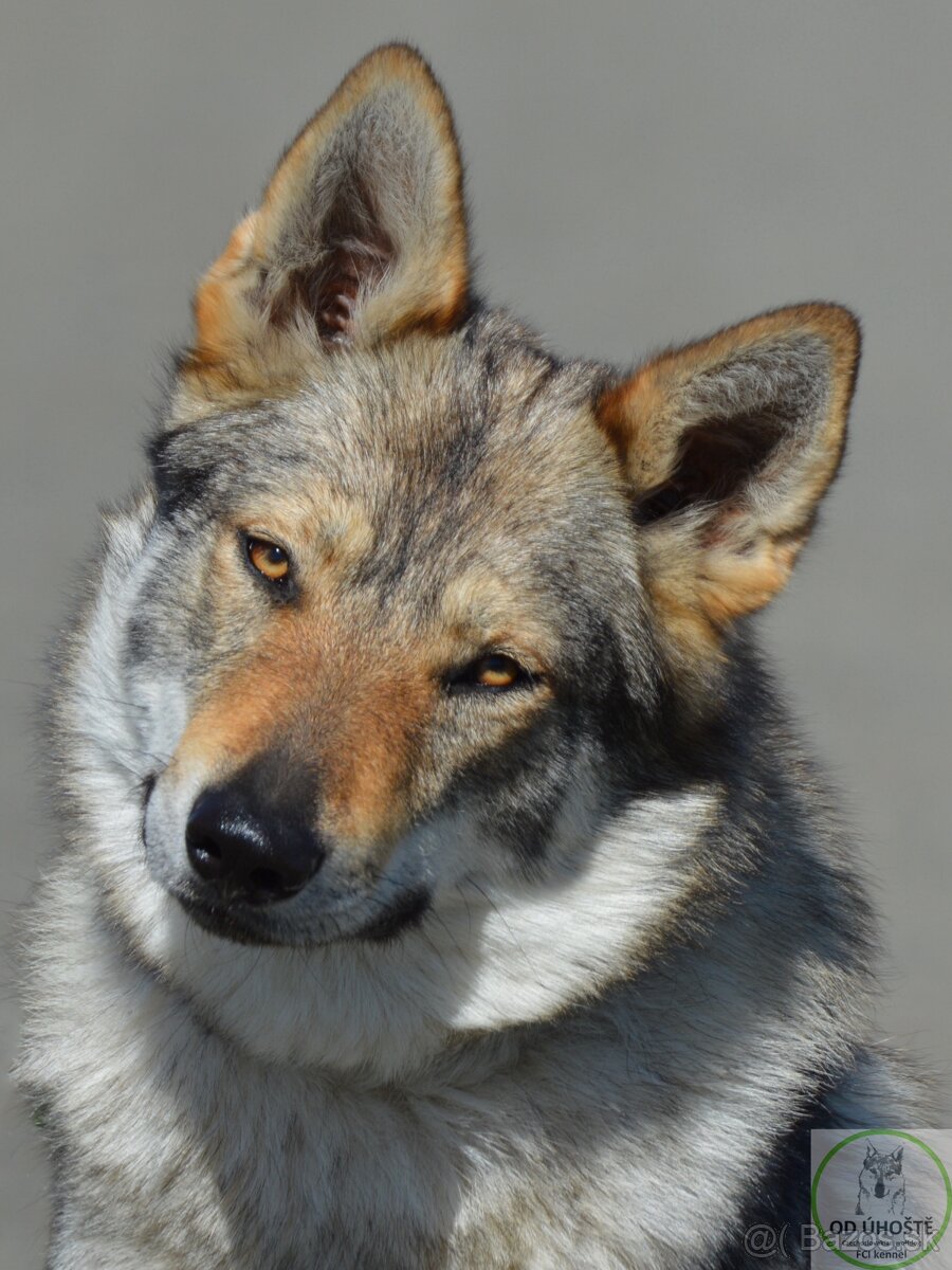 Československý vlčák s PP "od Úhoště" - 4