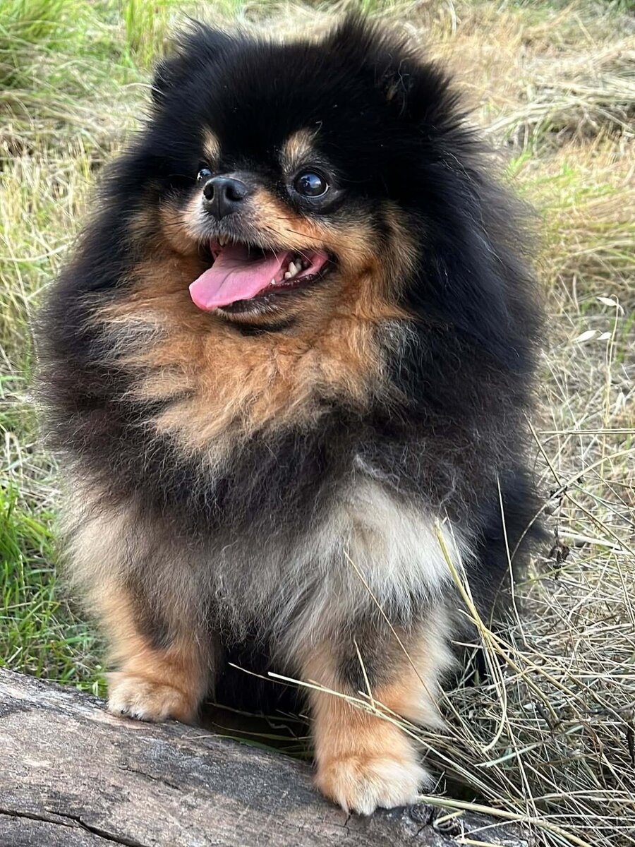 Pomeranian Mini - 4