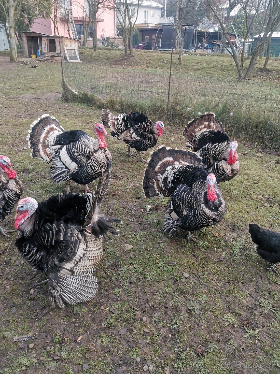 Morka NARAGANSET - 4