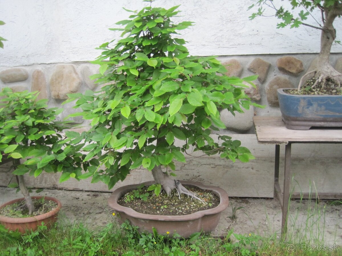 bonsai,bonsaj-hrab 11 - 4