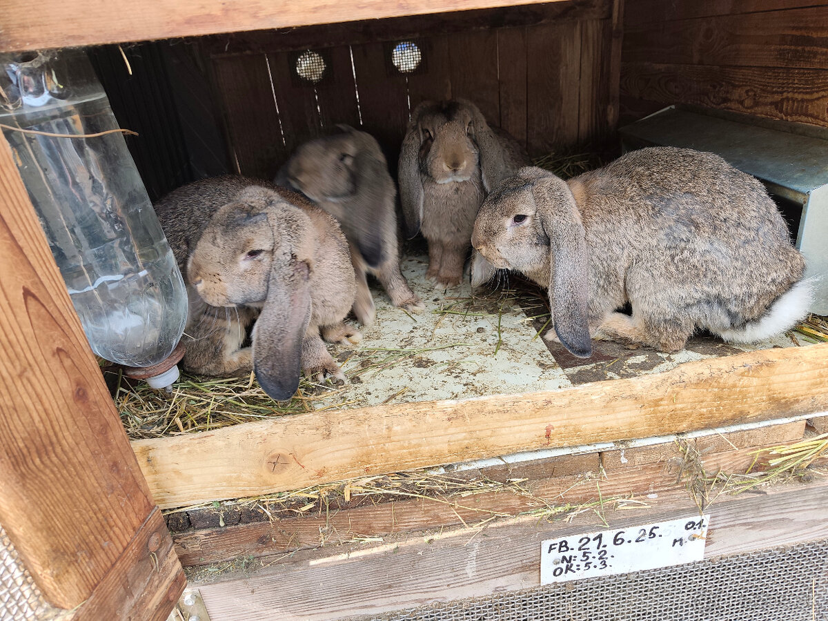 Predám francúzskych baranov - 4