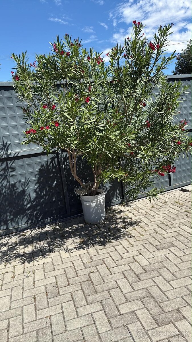 Oleander - 4