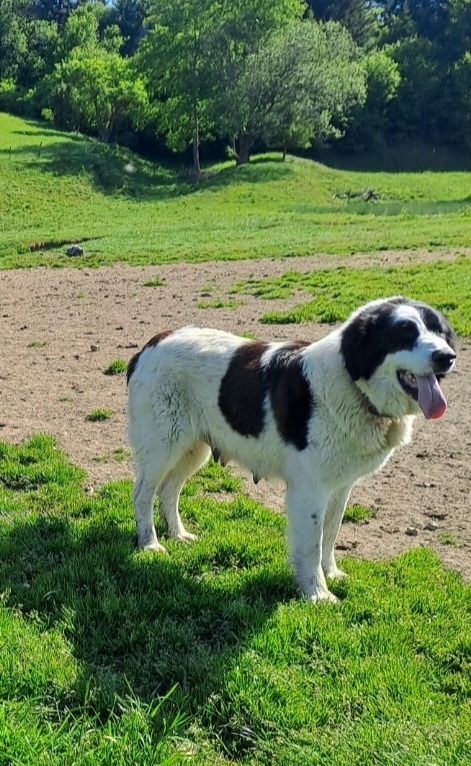 Rumunsky ovciak, Bukovina - 4