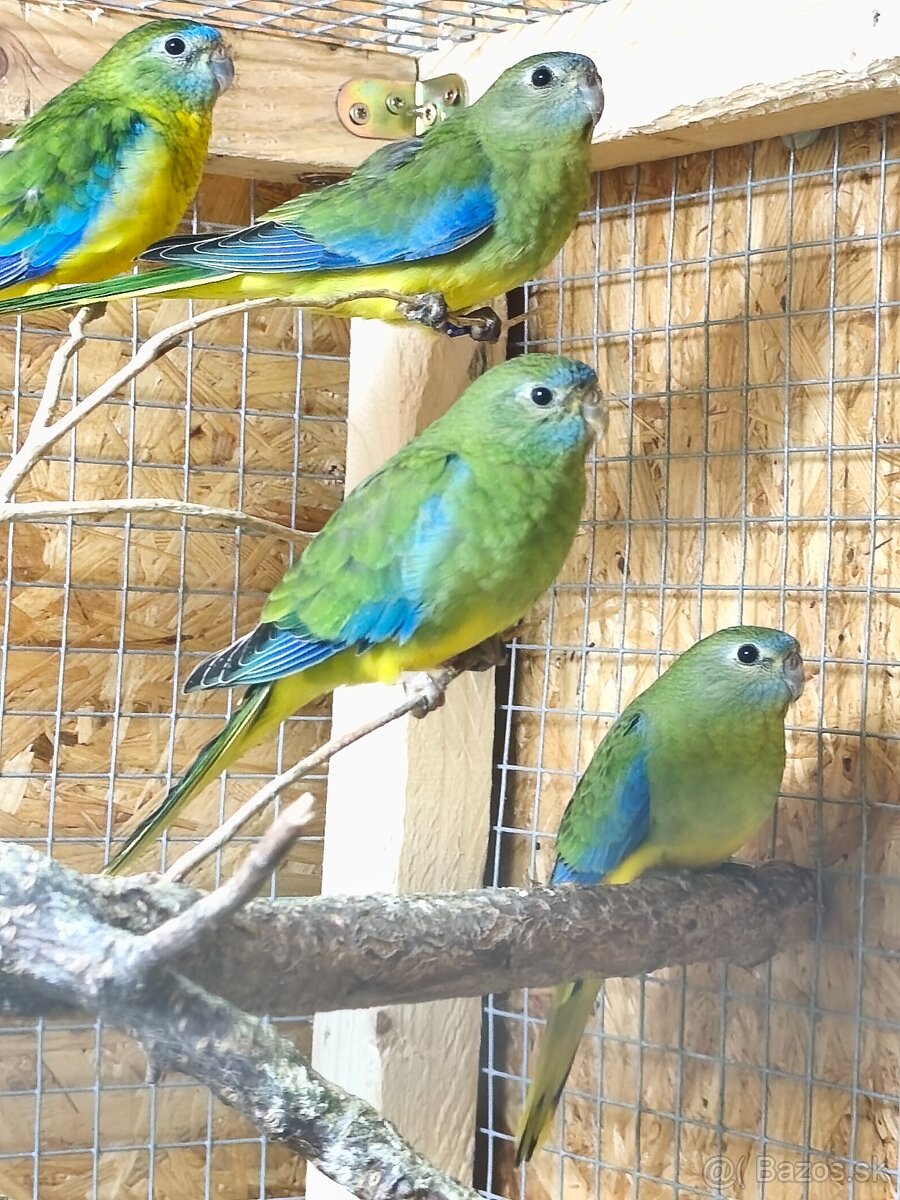 Neofema tyrkysová - 4