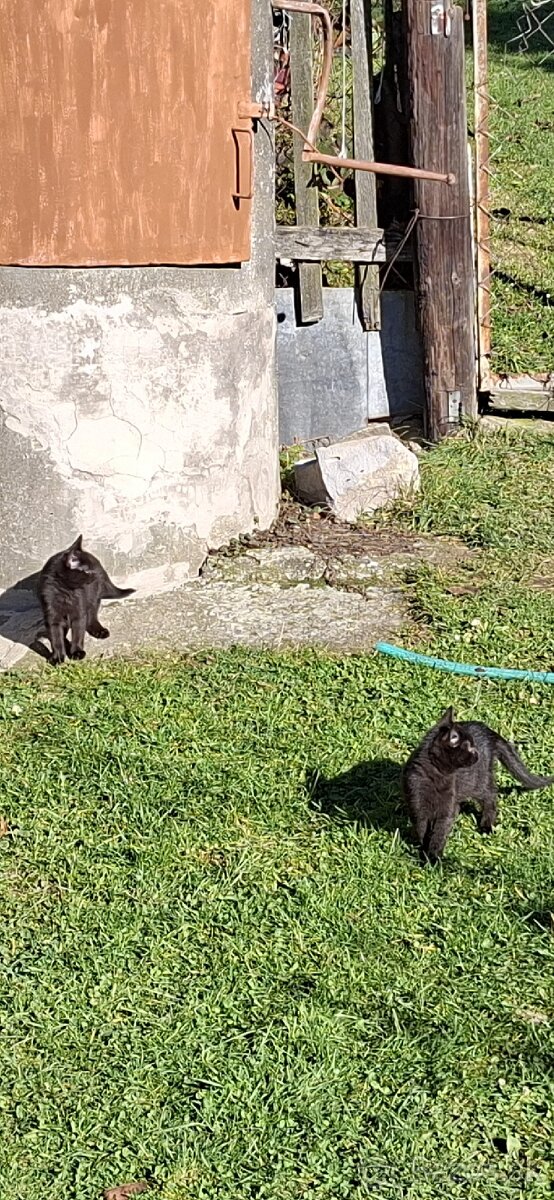 Darujem mačiatka - 4