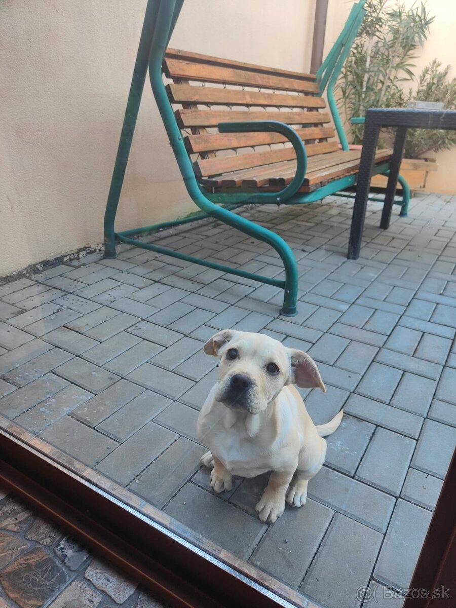 Darujem steniatko - 4