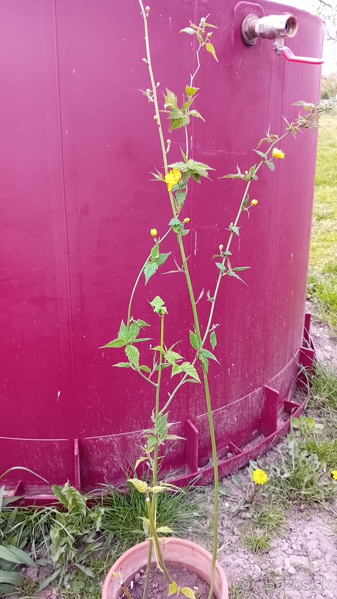 Predám rôzne trvalky - 4