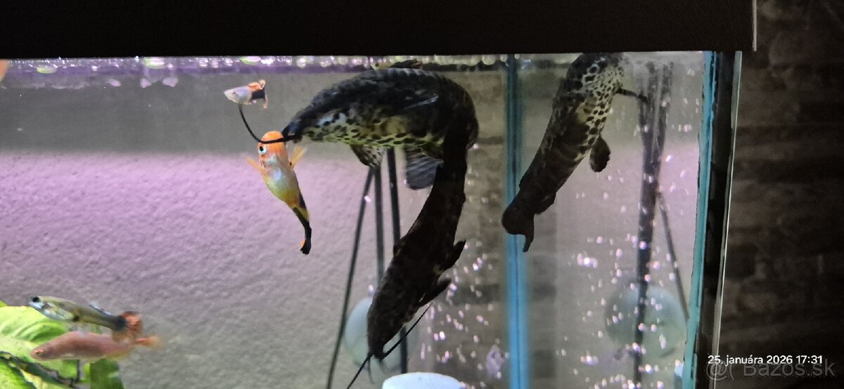 Panciernik trinidadsky vymením - 4