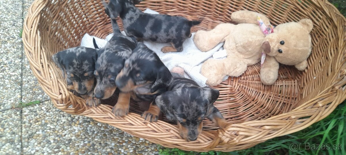 Jazvečík krátkosrstý merle - 4