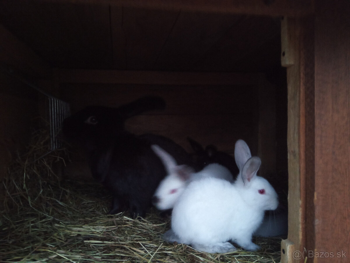 Králiky - 4