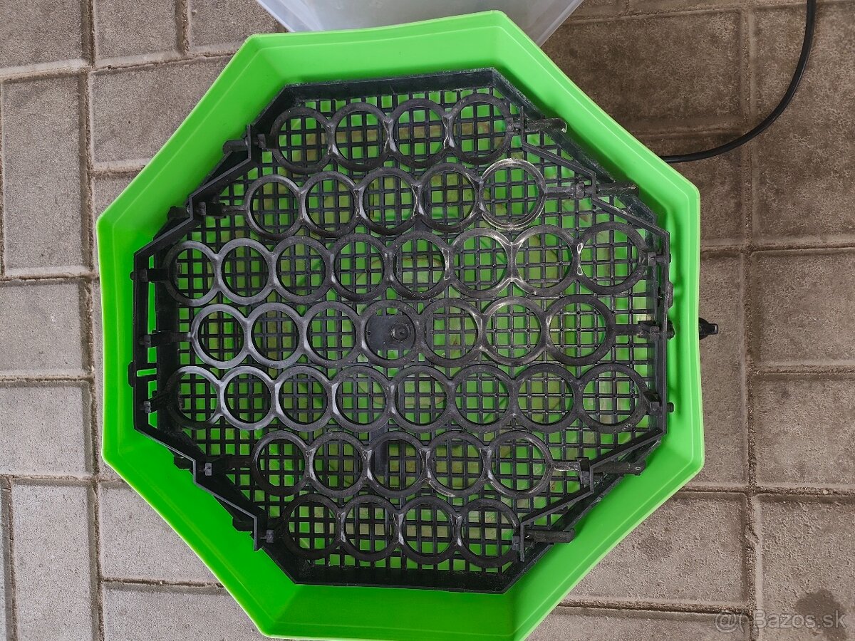 Predám liaheň Cleo5 - 4