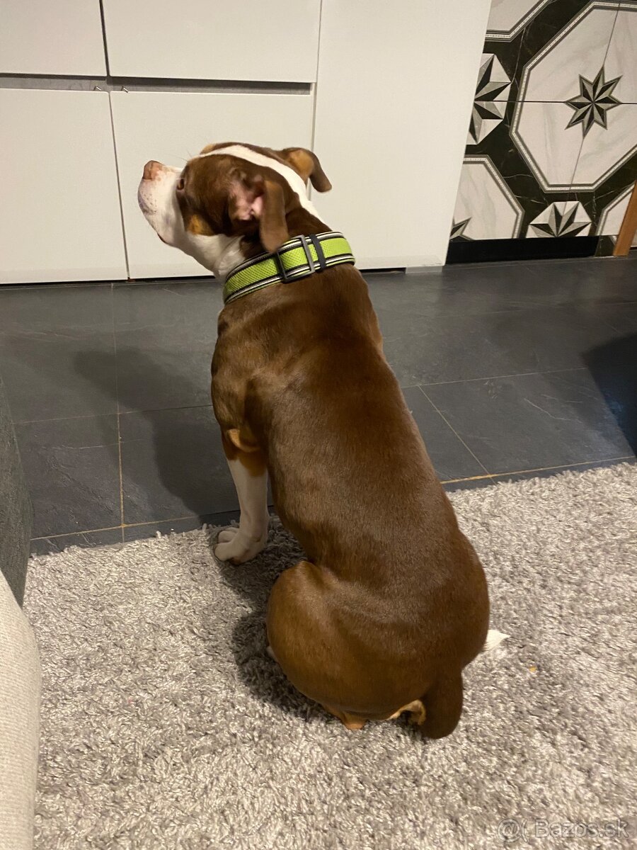 American bully standart - 4