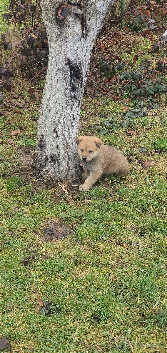 Krížene šteniatka zlaty retriever - 4