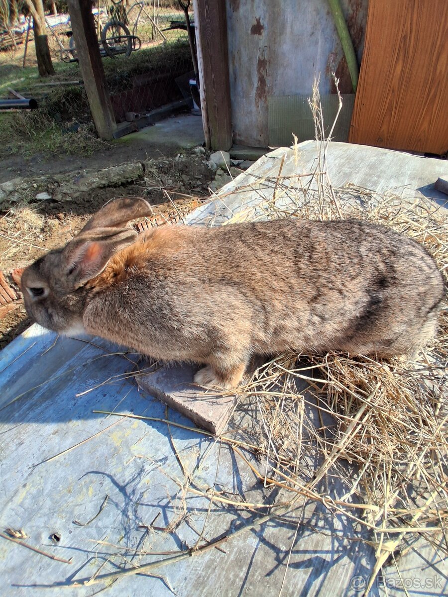 Králiky - 4