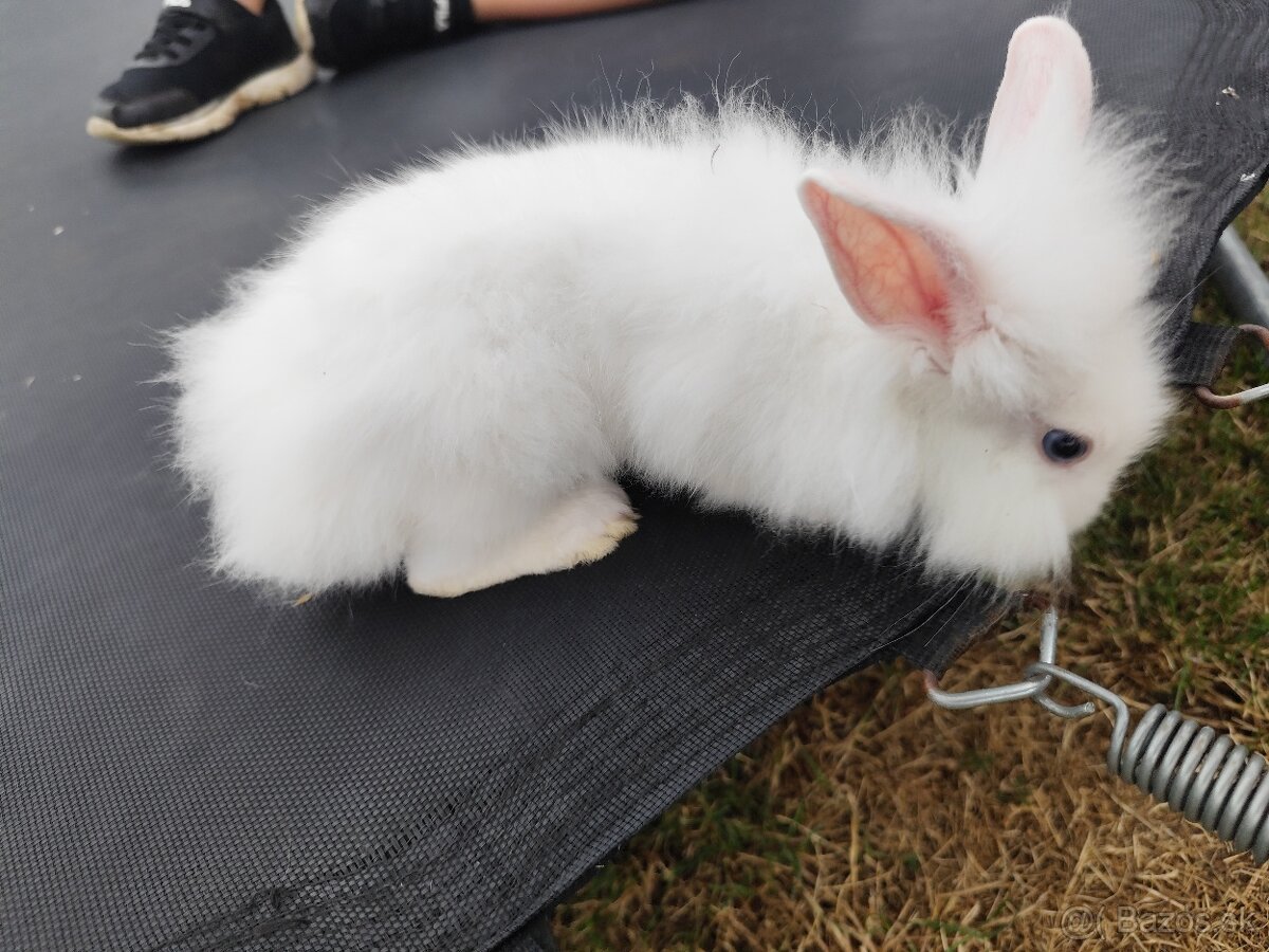 🐰 Predám zakrslé zajačiky - 4