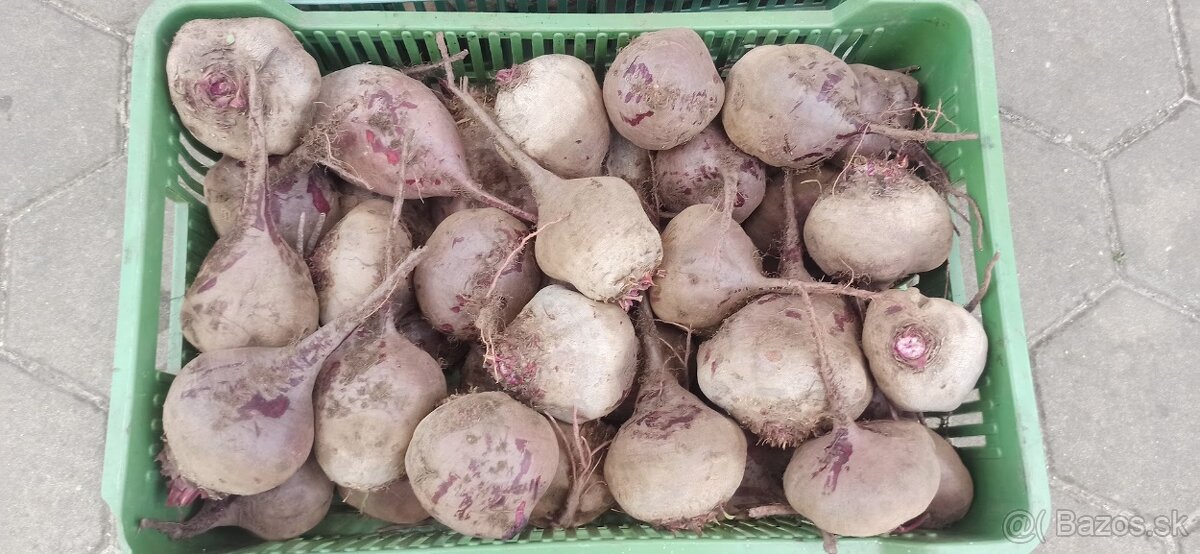 Cvikla BIO - čerstvá, chutná 0,60 € - 4