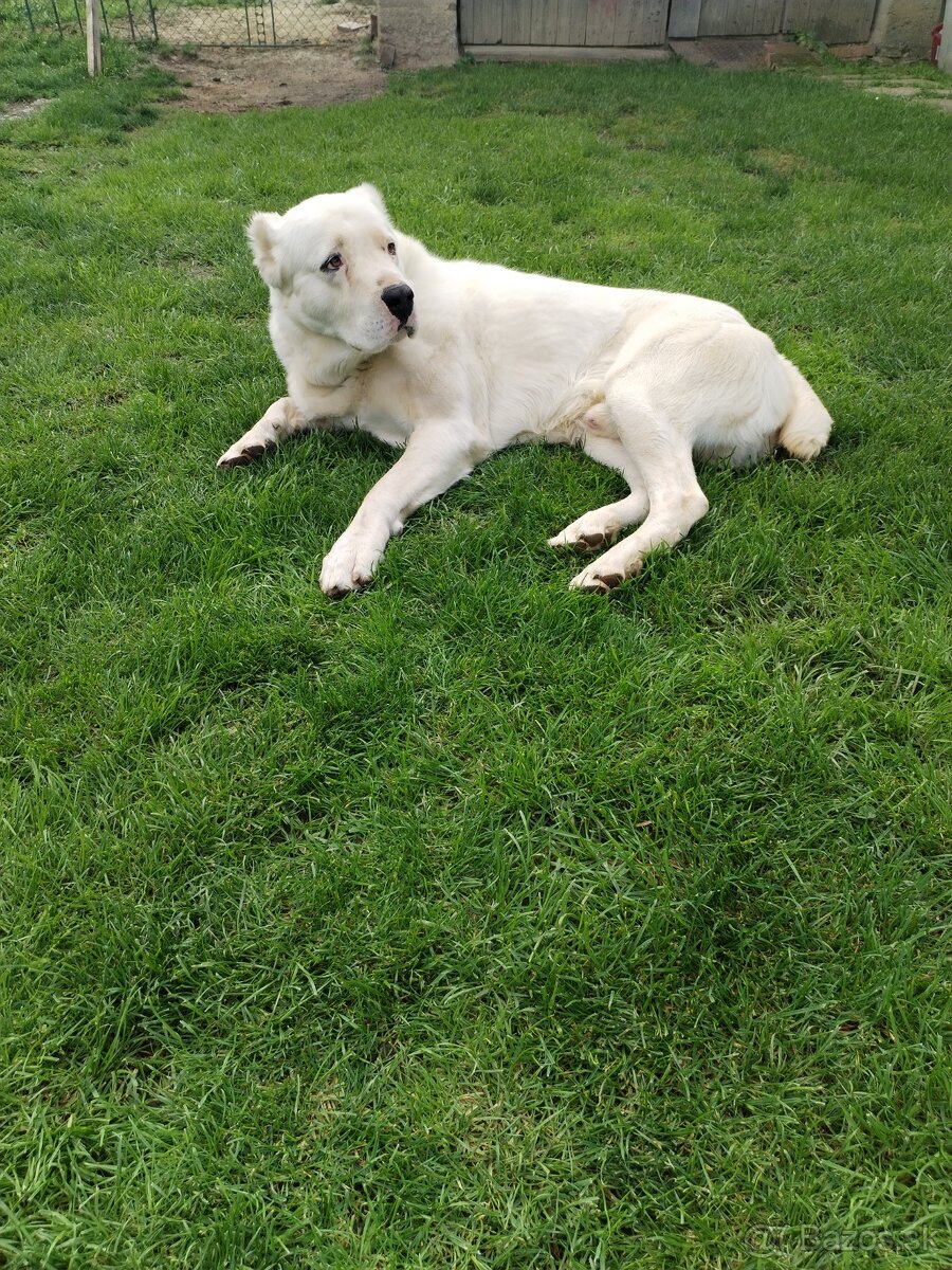 Stredoazijský ovčiak SAO - 4