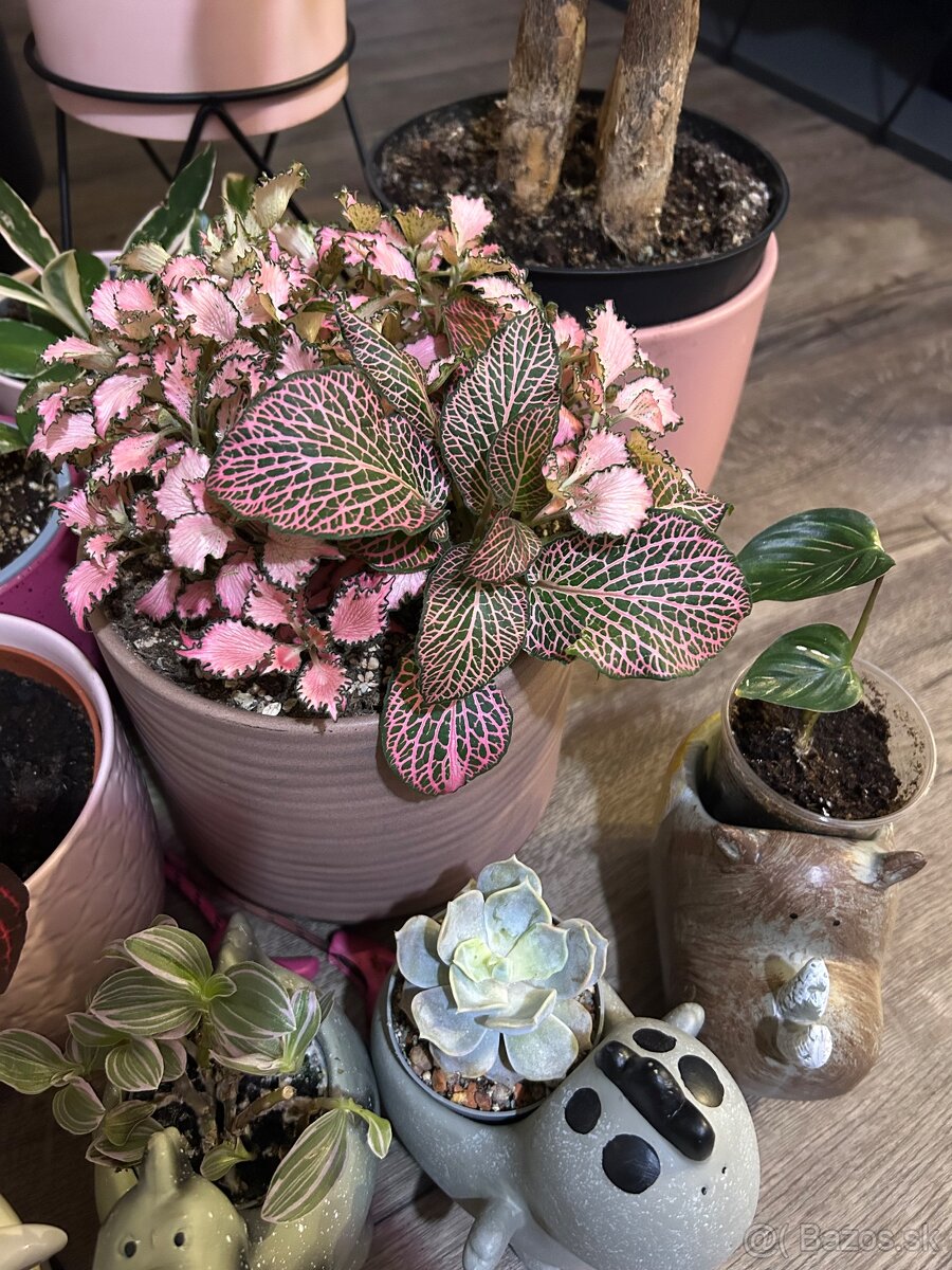 Zbierka izbových rastlín - 4