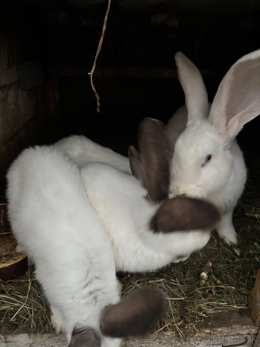 Predam česky strakac - 4