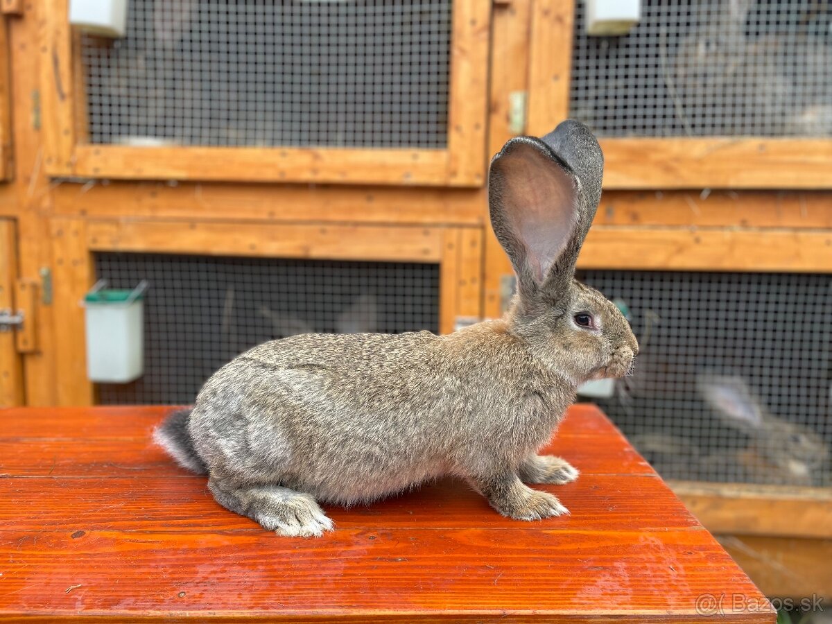 Predám králiky BO - 4