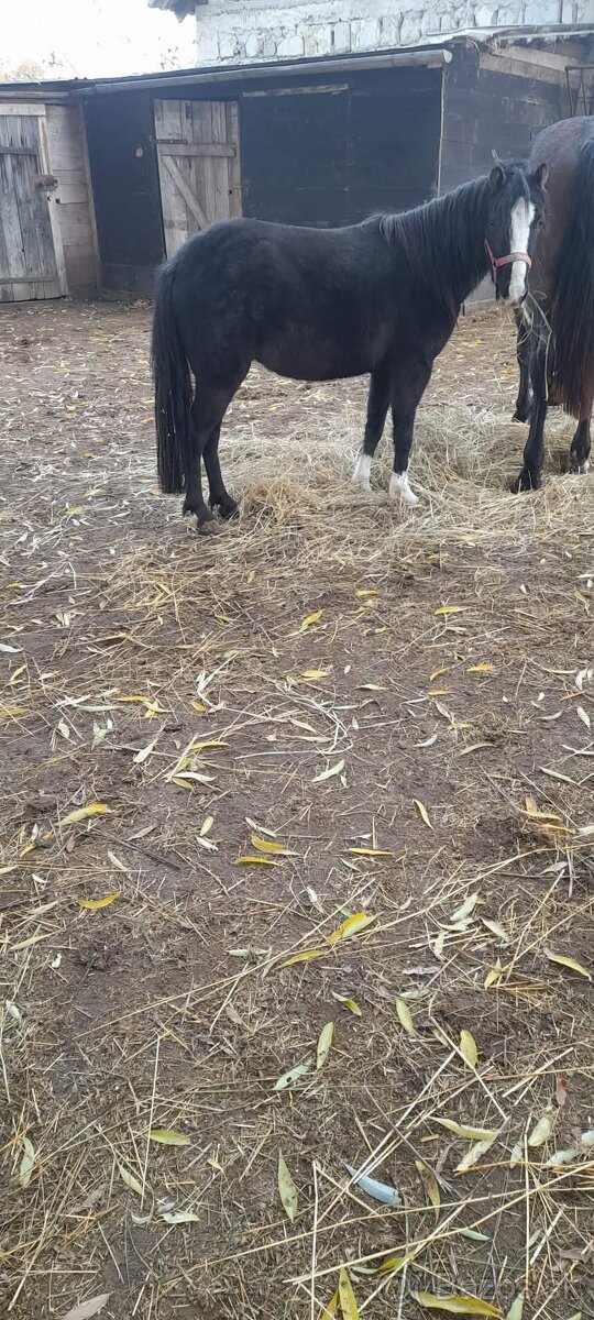 Ponik kobyla - 4