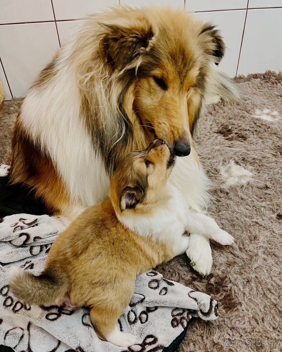 Dlhosrstá kólia šteniatka - 4