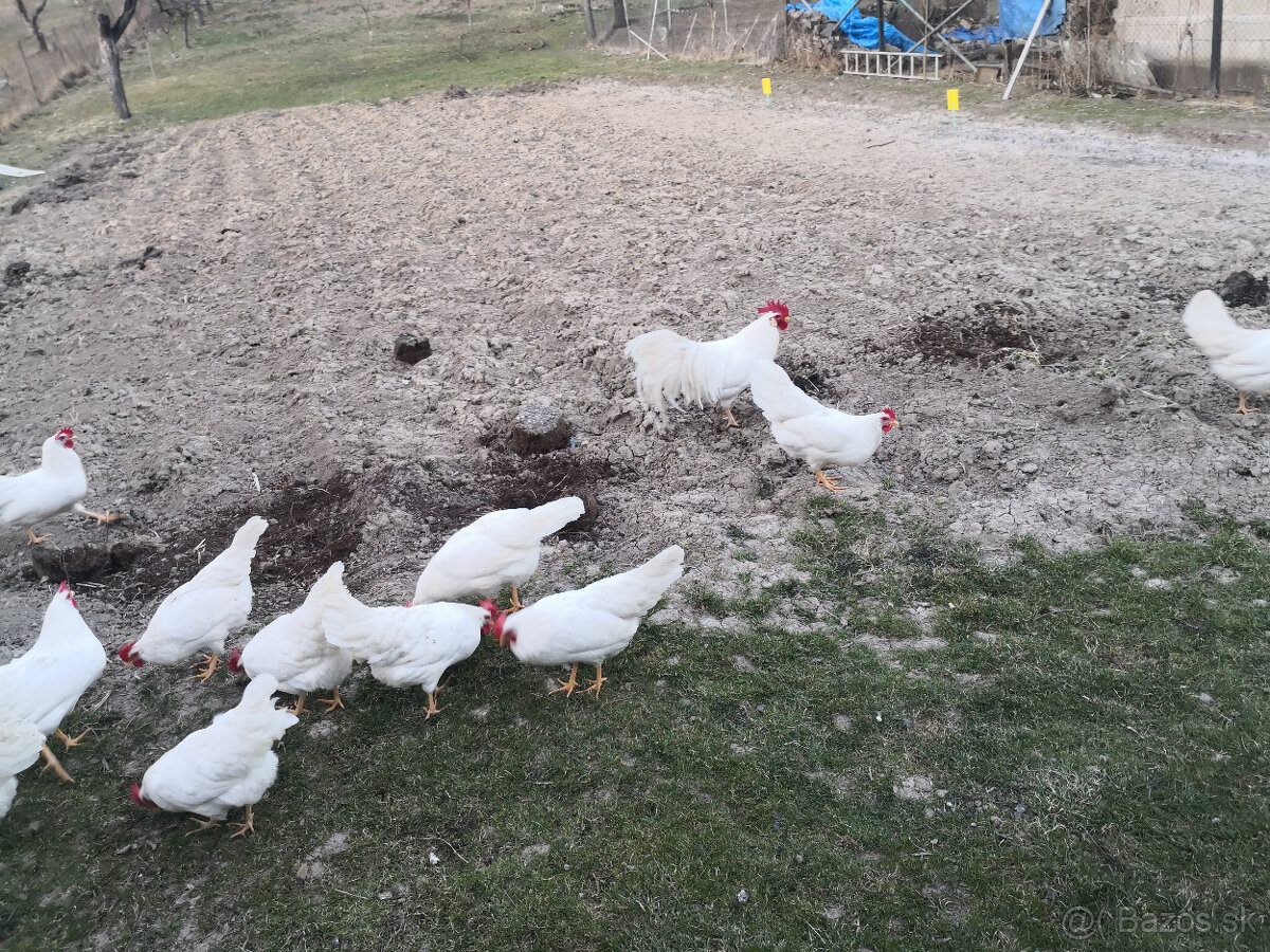 Nasadove vajička - 4