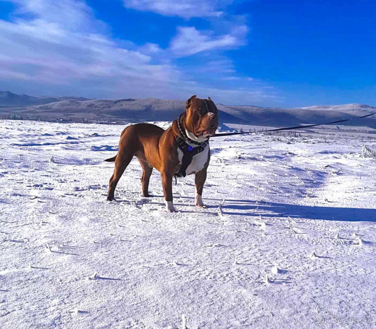 American Bully xl - 4