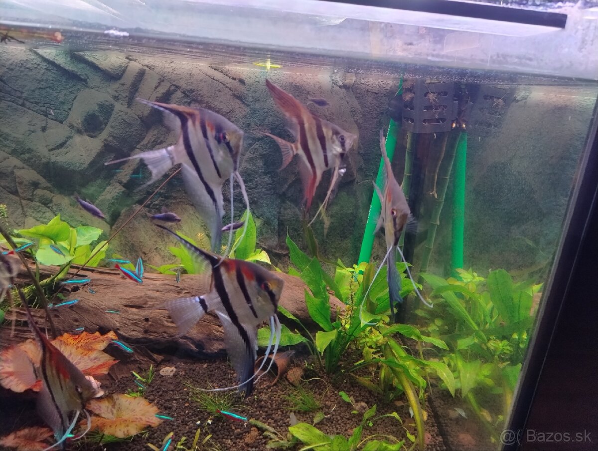 Skalare manacapuru red back 7ks - 4