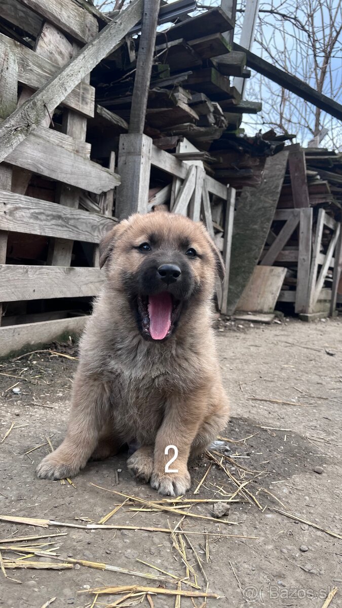 predám 7-týždňové šteniatka - 4