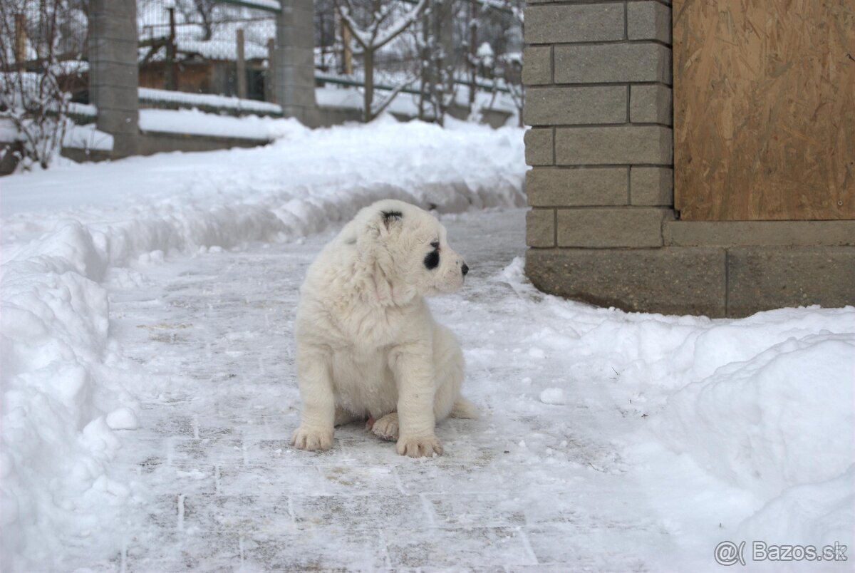 Stredoázijský ovčiak - 4