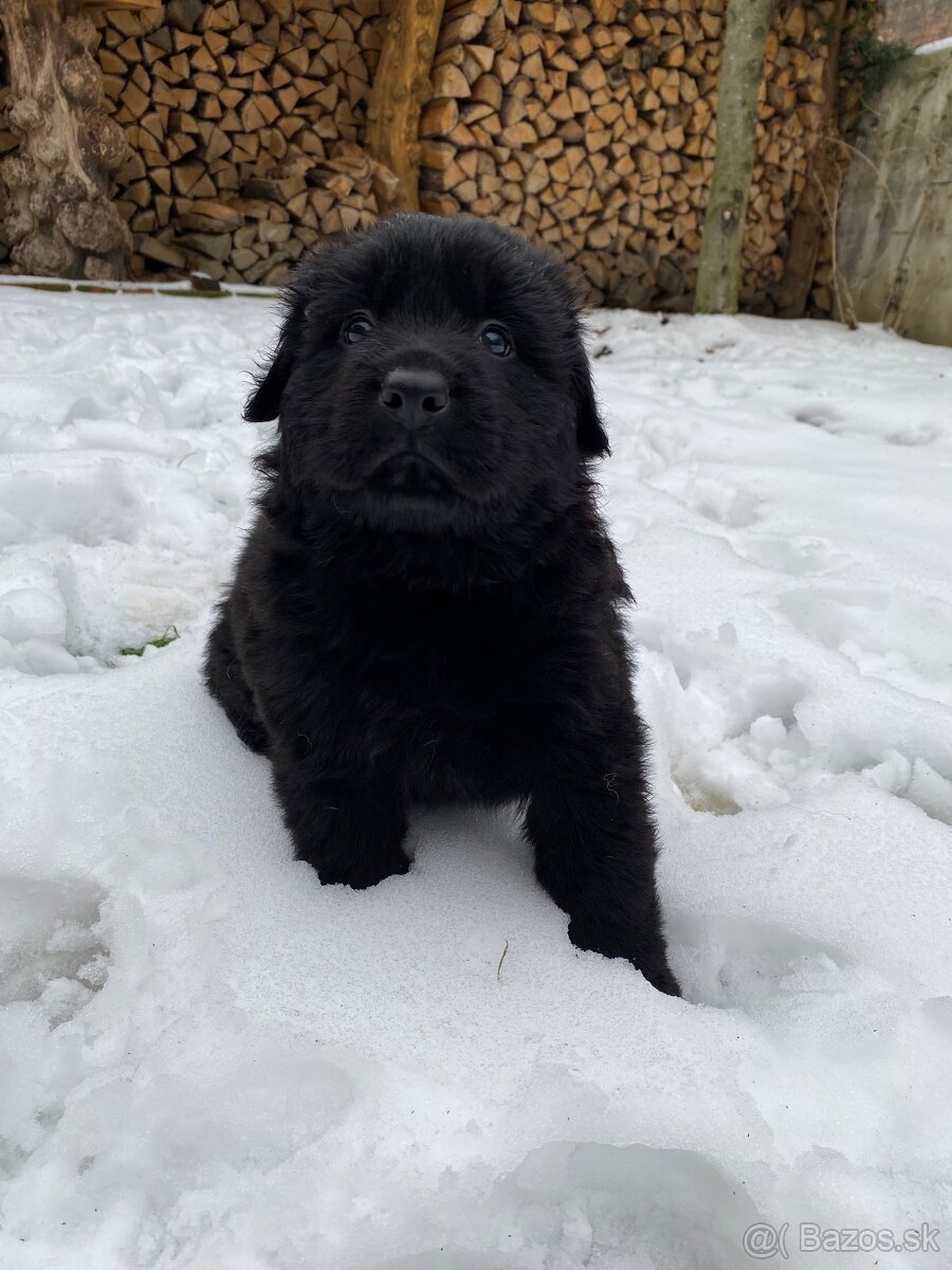 Nemecký ovčiak s PP - 4