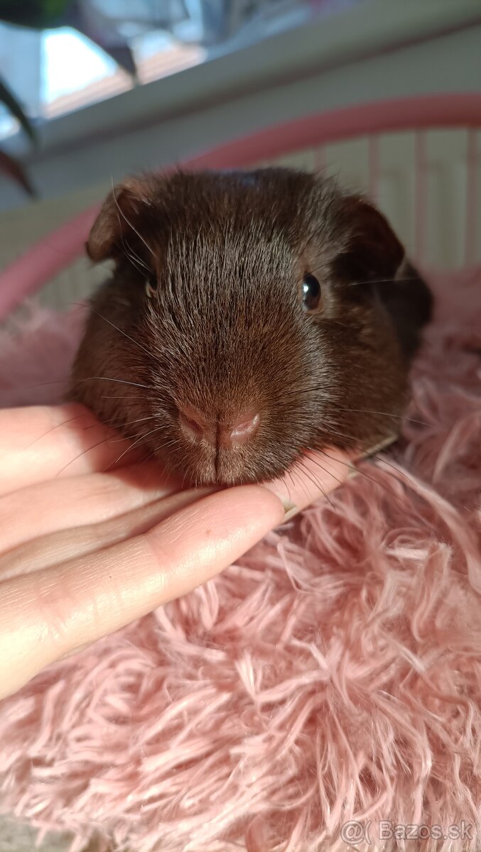 Cistokrvne morča samicky - 4