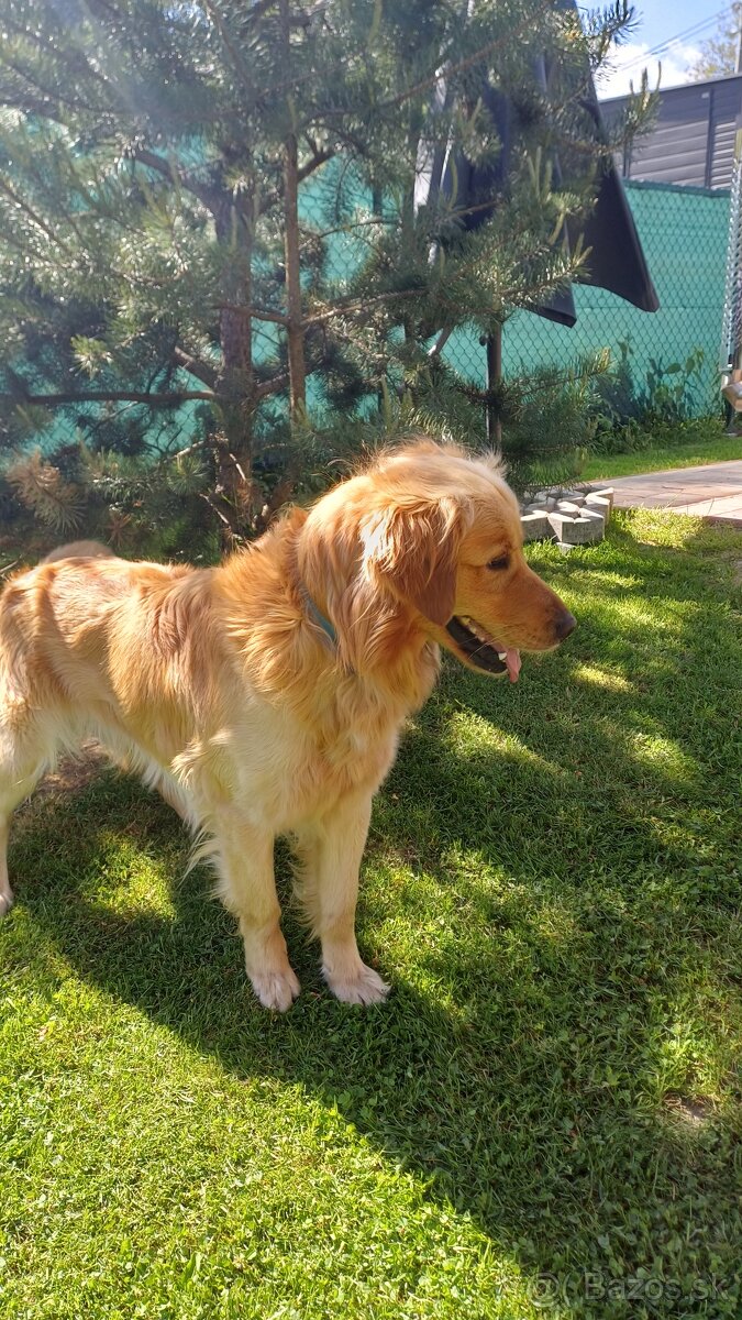 Zlaty retriever - 4