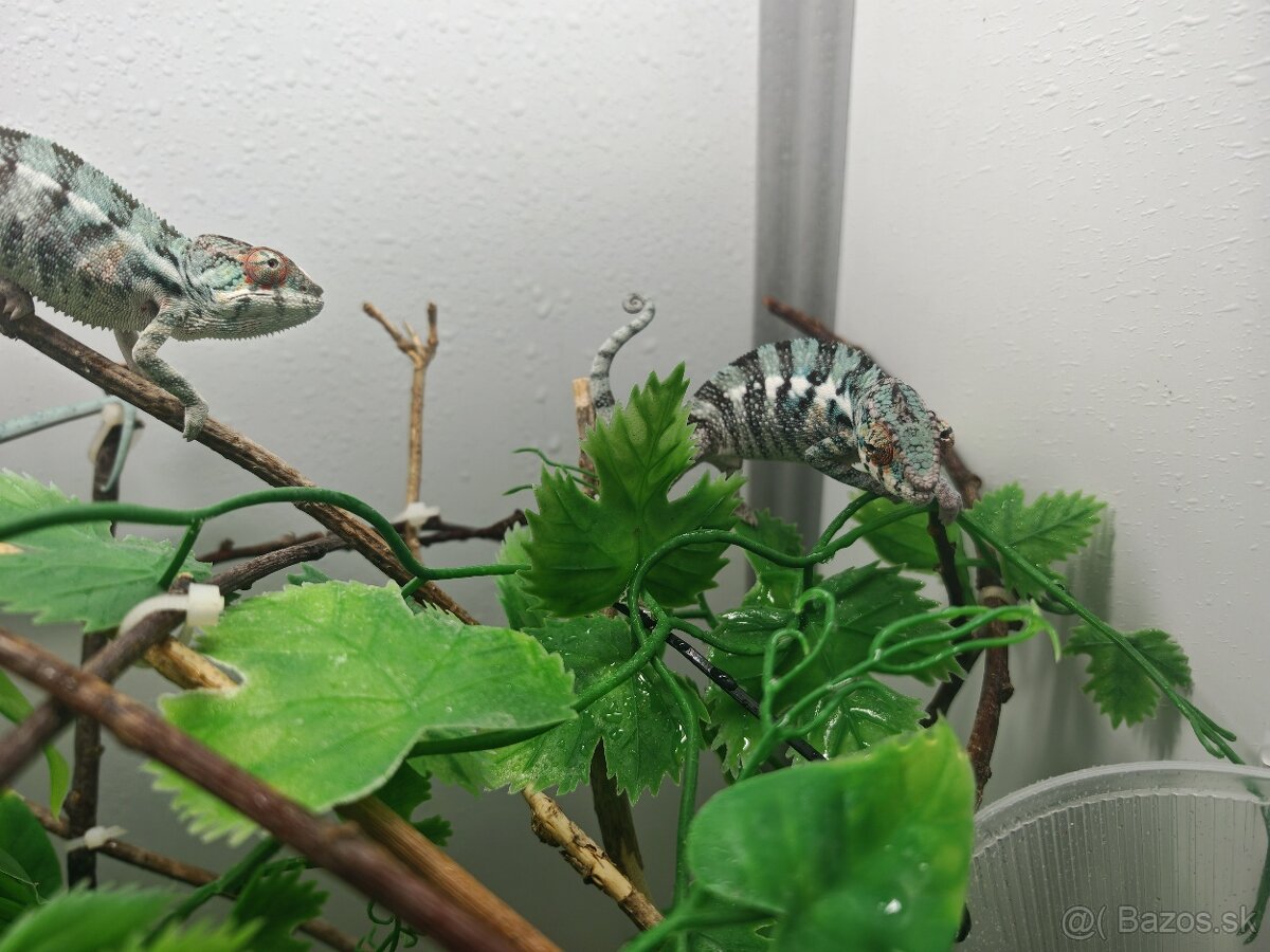 Predám chameleóna pardali nose be - 4