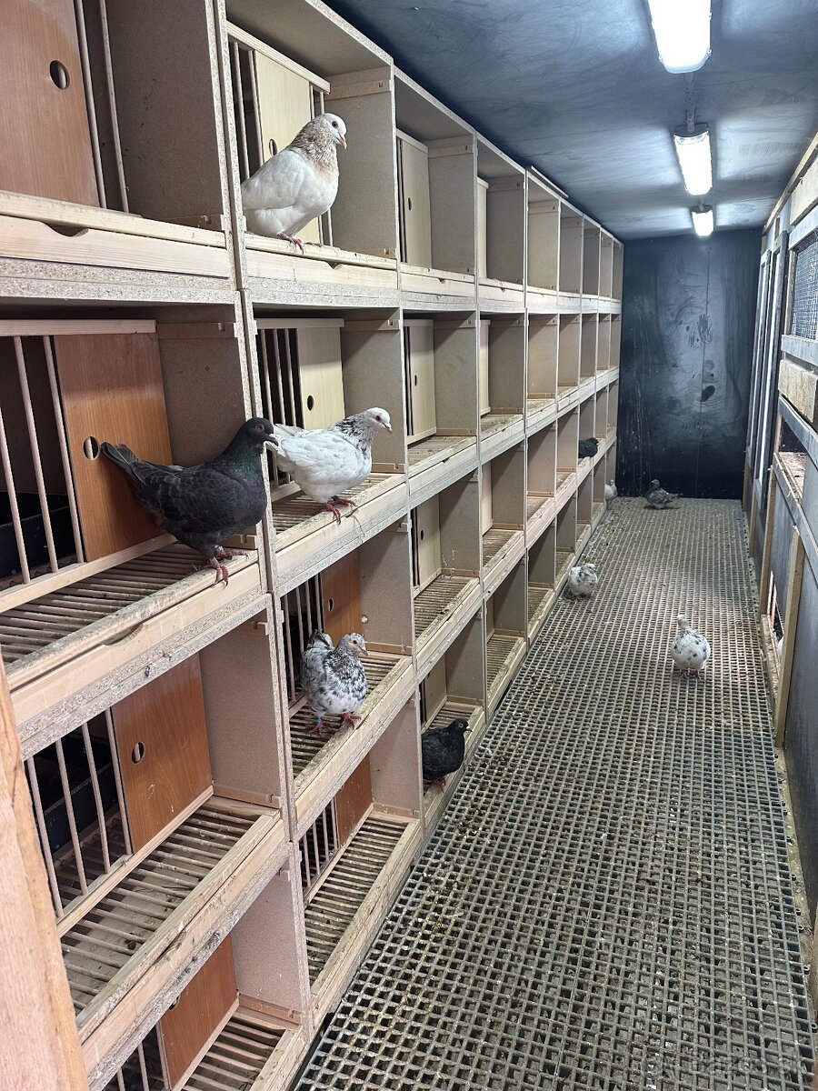 Budnik , budka pre holuba , budniky , budky pre holuby - 4