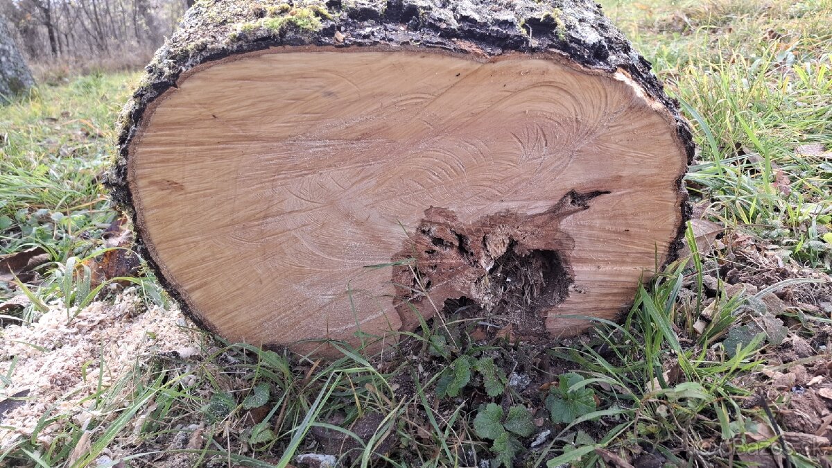 Kmeň hrušky - predám lacno - 4