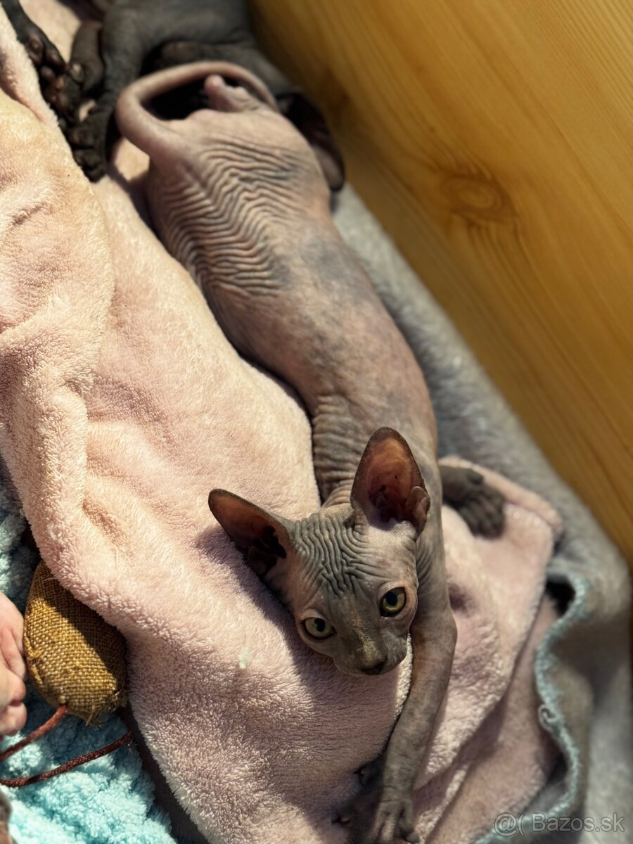 Sphynx mačička bez PP - 4
