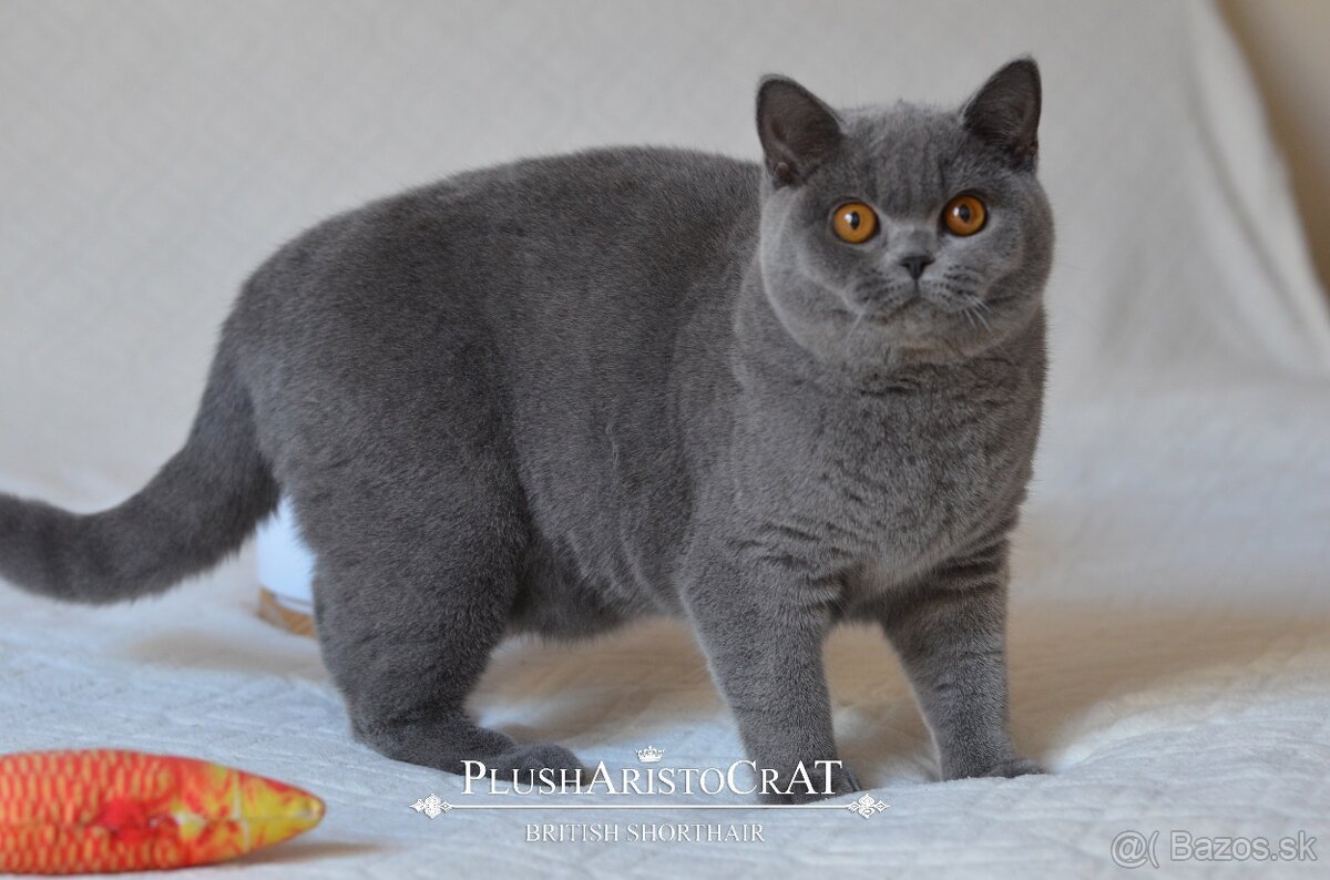 Britská krátkosrstá - 4